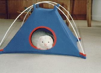 furet dans tente