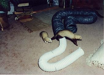 2 furets jouant