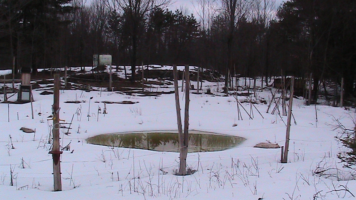 Pond in Winter